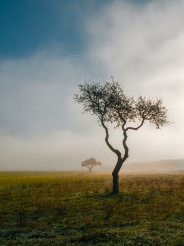 20260219 Cecilia Tarpau Arbre