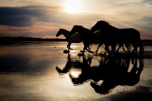 20260219 Christophe Roy Silhouette 4