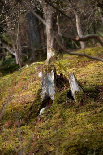 20260219 David Balanza Arbre (1)