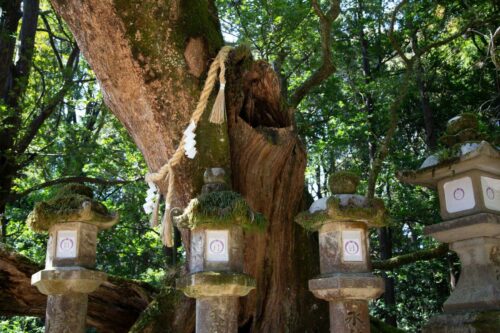 20260219 David Balanza Arbre (2)