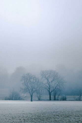 Delphine Catau<br>La belle au bois dormant<br>Arbre