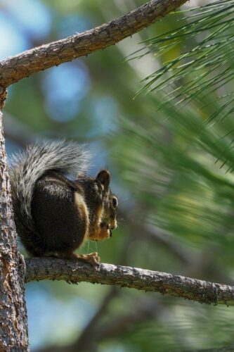 20260219 Delphine Catau Arbre (2)