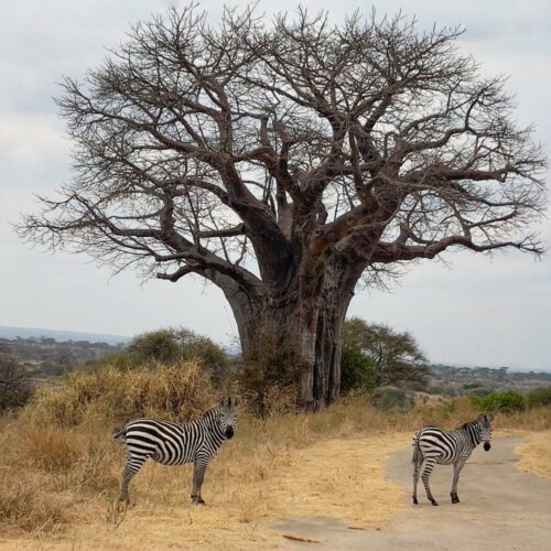 20260219 Eric Navarro Arbre Lum2026 A7