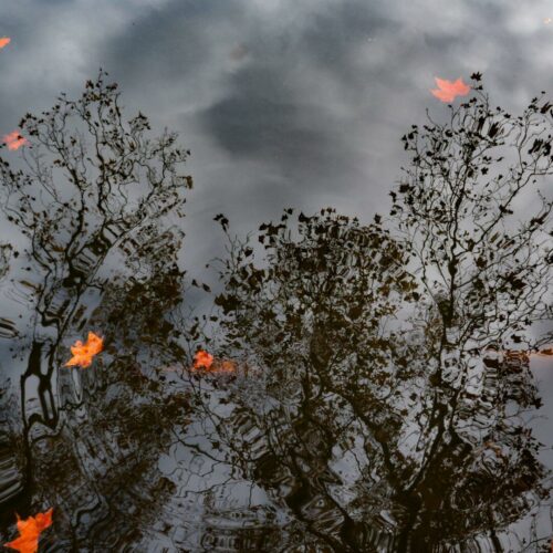 20260219 Fabien Sartoris Arbre P1000413