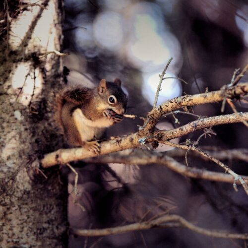 20260219 Gildas Fournier Arbre (1)