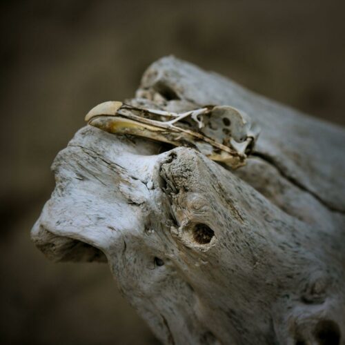 20260219 Gildas Fournier Arbre (2)