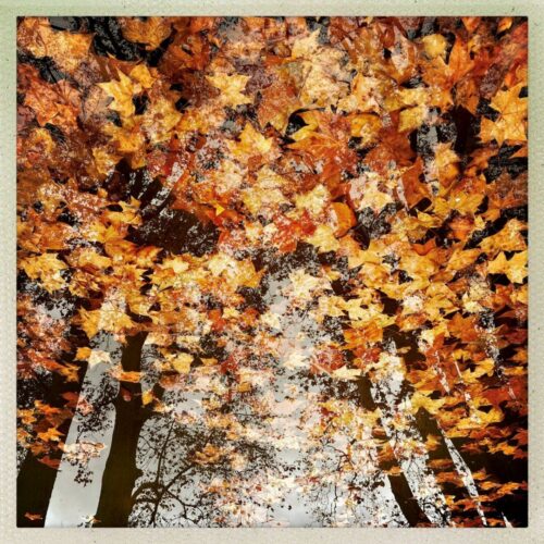 Jean Marc Séraphin<br>Reflet d’automne<br>Coup de cœur du jury<br>Arbre