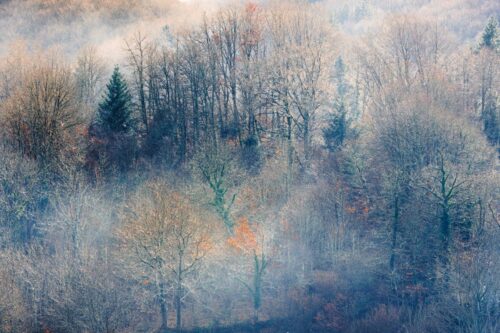 Kristine Alcouffe<br>Symphonie hivernale<br>Arbre