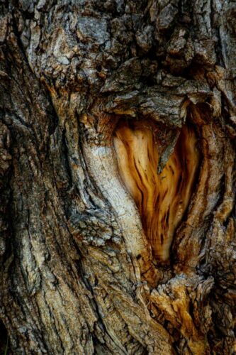 20260219 Lauriane Sartoris Arbre (2)