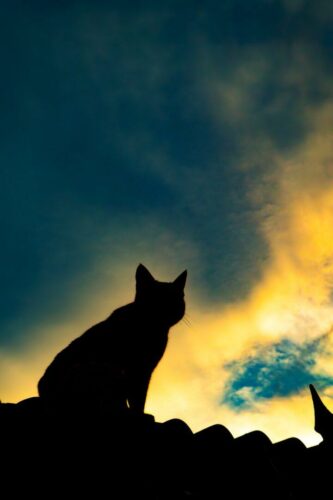 20260219 Lauriane Sartoris Silhouette