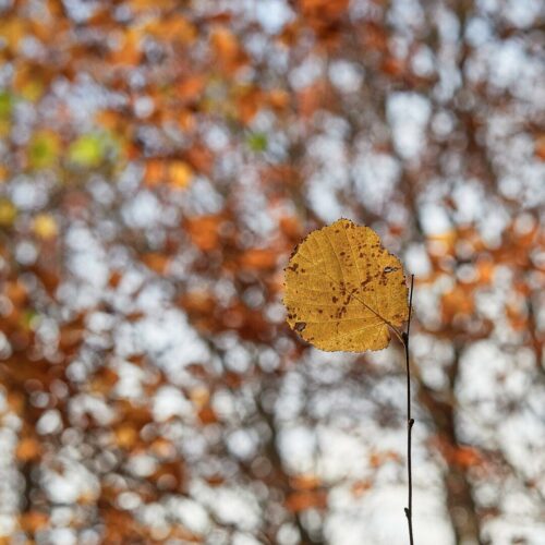 20260219 Marie Helene Doucet Arbre 4