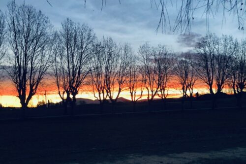 20260219 Michel Yevnine Arbre (2)