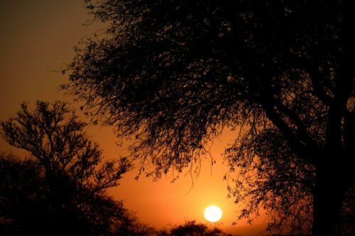 20260219 Regis Plantevin Arbre (2)