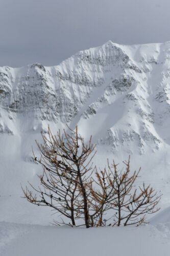 20260219 Thierry Burel Arbre 07