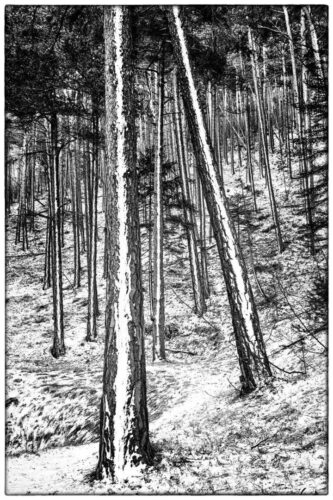 20260219 Thierry Doucet Arbre