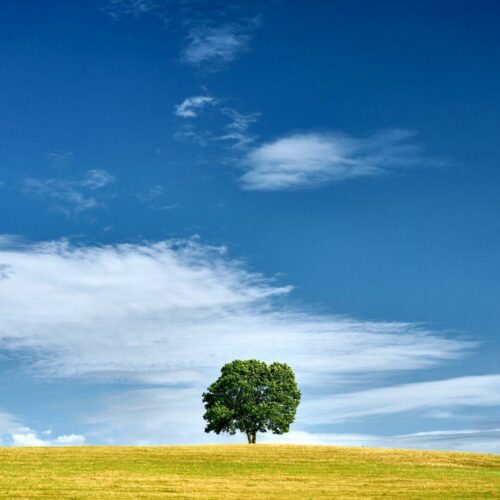 20260219 Thierry Doucet Arbre (2)