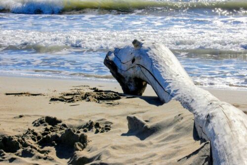 20260219 Veronique Perrin Fargeat Arbre BOISFLOTTE-01-3