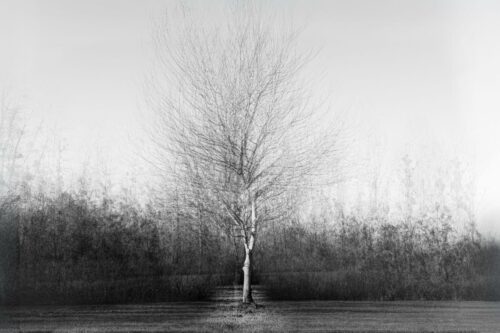 Annick Feroldi<br>Seul dans la clairière<br>Arbre