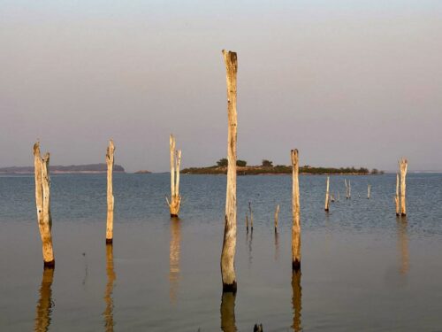 Jean Yves Lagier<br>Les pieds dans l'eau<br>Arbre