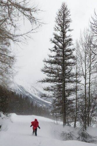 Thierry Burel<br>Chaperon rouge<br>Arbre