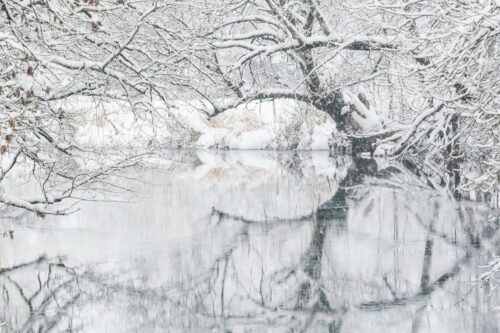 Christophe Roy<br>Ah gla gla<br>Arbre