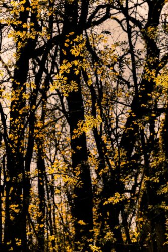 Corinne Gabriel<br>Fragments de lumière<br>Arbre