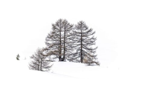 Laurent Lebreton<br>Les gardiens du silence<br>Arbre