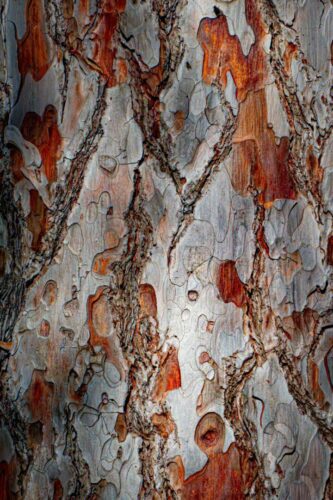 Lauriane Sartoris<br>Aquarelle d'arbre<br>Arbre