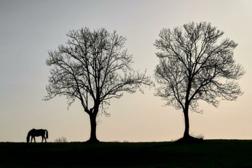 Thierry Doucet<br>Un trio<br>Silhouette