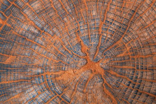 Cécilia Tarpau<br>Lignes de vie<br>Arbre