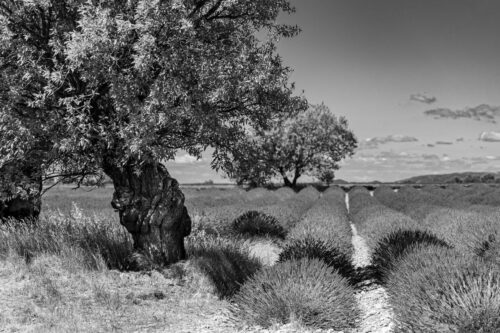 Corinne Gabriel<br>Le gardien des lavandes<br>Arbre
