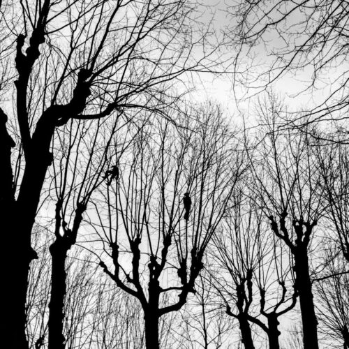 Eric Garcia<br>Haut perché<br>Arbre