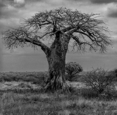 Eric Navarro<br>Le baobab des silences<br>Arbre