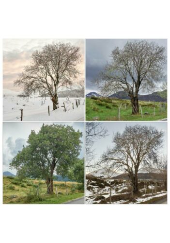 Marie Hélène Doucet<br>Quatre saisons<br>Arbre