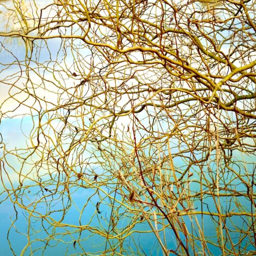 Jean Marc Séraphin<br>La couronne<br>Arbre