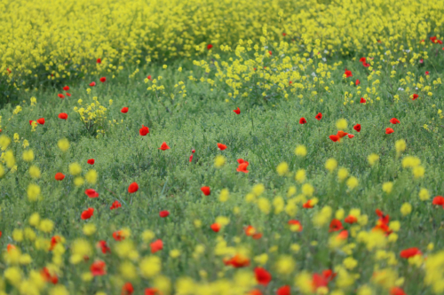 Un parfum de printemps par Jean Pierre Fabre (Mai 2024)