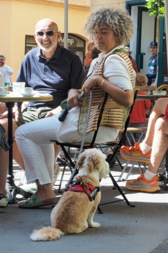 Delphine: Série chien aixois (4)